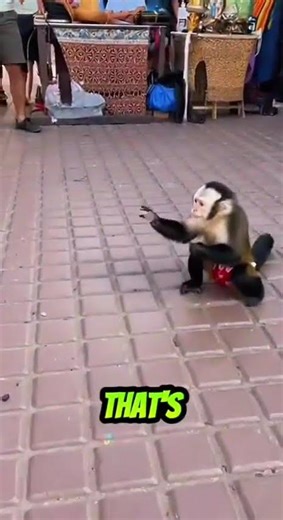 Street Magician Gets Upstaged by a Monkey 💀😂 #shorts #shortvideo #viral #usa #funny #usashorts