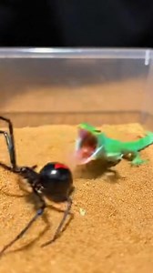 1.6M views · 1.5K reactions | The Lizard Blinked… The Spider Attacked  A heart-pounding moment as a lizard and a spider collide in a split second. In the wild, one blink can change everything. ⚠️ AI generated video for study purposes. #LizardSpider #WildlifeThriller #NatureShock #AnimalEncounter #ViralReels | Insect Planet | Facebook