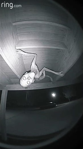 “Who’s On My Roof? This Creature Crawls UPSIDE DOWN 😳👀🕷️” #horror #doorbellcam #scary #trending #usa