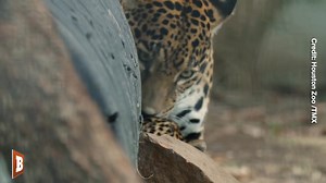 Rojo, the three-month-old jaguar cub, is quickly growing stronger and more independent at the Houston Zoo. In a rare behind-the-scenes glimpse, Rojo is spending precious moments with his mom, Vida, while preparing for his upcoming public debut. | Breitbart