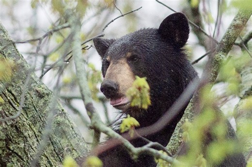 Hunter cited for breaking the law told DNR that ‘excitement of a fresh bear track got to him’