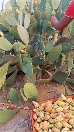 Cactus Collecting Tips for Beginners