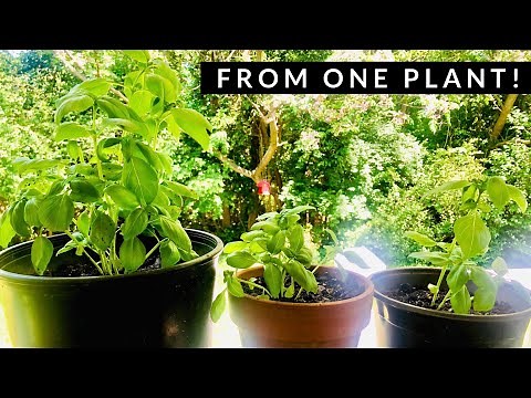 How to REPOT, REPLANT & GROW Basil from ONE Store Plant | Transplant & Harvest Basil Cuttings