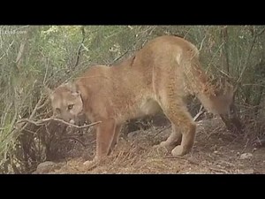 San Diego Zoo Safari Park sees spike in mountain lion sightings