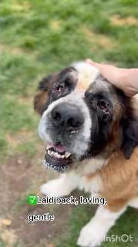 Nana the Saint Bernard
