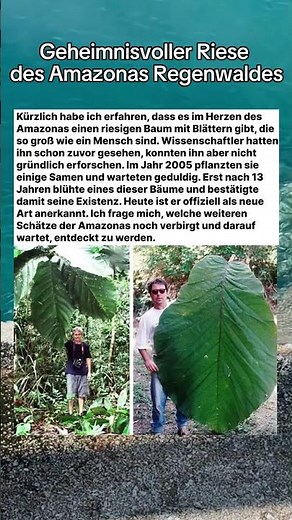 Geheimnisvoller Riese des Amazonas Regenwaldes