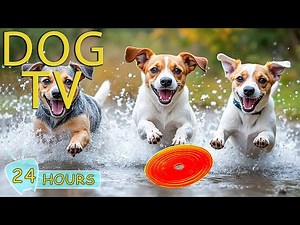 DOG TV: Best Video Entertain with Relax Music for Dogs While You’re Away Home - Music for Dogs
