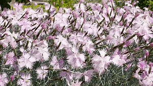 Pink dianthus plumarius in garden.