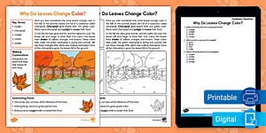 Second Grade Why Do Leaves Change Color? Fact File and Vocabulary Questions