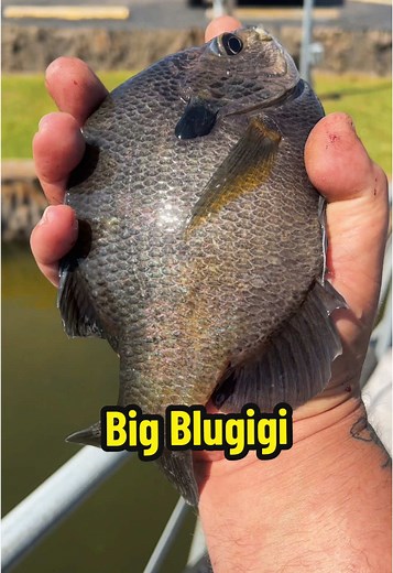 Best Rig for Bluegill Fishing