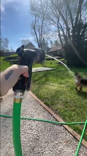 German shepherd for Adoption USA