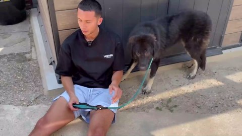 Golden retriever meets completely shut down rescue dog