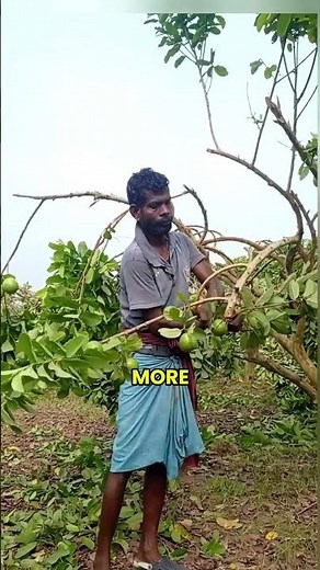 Why Farmers Bend Guava Trees Instead of Letting Them Grow