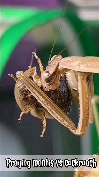 Praying mantis eats cockroach