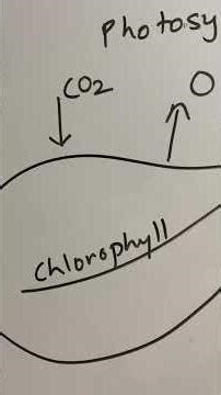 Photosynthesis
