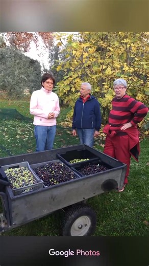 Il y a…..7 ans…..Roger et Marie-Daniele nous aidaient aux olives …… | Guy Antoine