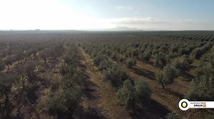 On World Olive Day we want to celebrate the Spanish olive grove. Fields full of this marvelous millenary tree that thanks to its fruits we can produce the best olive oils in the world, the Olive Oils from Spain! | Olive Oils from Spain