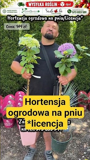 🌸 Wygląda jak kwitnące drzewko! Hortensja ogrodowa na pniu Premium 😍