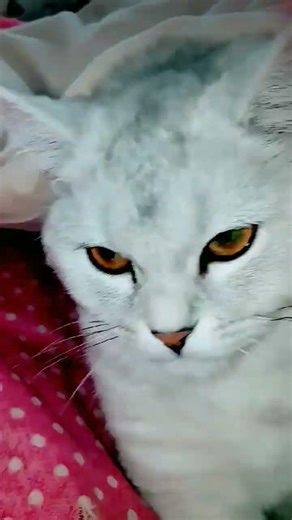 #cat #ytdayibenionecikarnolur