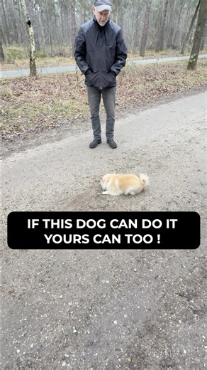 My Pomeranian beats your working dog. Here’s how 👇 Danger (my dog) is trained in tracking, detection, retrieving, search exercises, and more. He’s PROOF that you can train almost any dog within my system. As you can imagine, he isn’t a natural high-drive dog. But when you train positively… When you use lots of repetitions… Mark the correct behavior… Reward with the right type of reward at the right time… You can get extremely good results. ESPECIALLY if you have a working dog. I made a video br