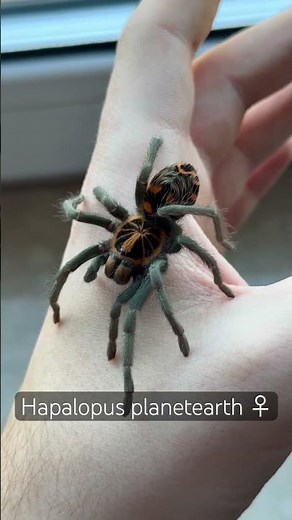 Hapalopus planetearth (Theraphosidae sp. 'Yasuni') Female #spider #wildlife #animals #tarantula