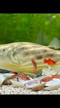 Cá nóc Fahaka: 1 năm từ 8cm lên 30cm!