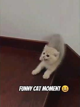Funny Cat moments 😂 | #catmemes #catvideos #viral #shorts .