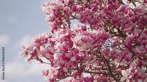 Blossoms of a magnolia tree in spring Stock Video