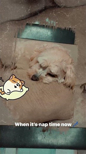 Aw #viral #shortsviral #dog #shorts #viralvideos #dogs #follow #viralreels