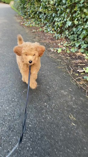 Adorable Binkie: Mini Labradoodle Puppy in the Netherlands