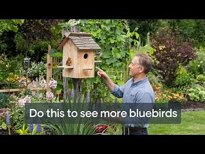 DIY Bluebird House: Step-by-Step Guide