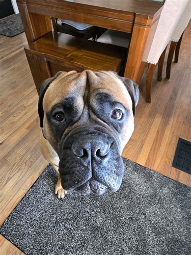 Understanding Dog Training with Treat Motivation