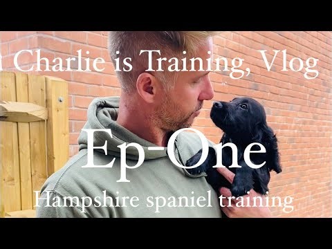 Ep1 Follow Charlie's training from 14 weeks working English Cocker,Springer Spaniel gundog training