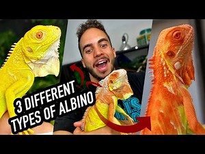 I Bought 3 Albino Iguanas in one WEEK!