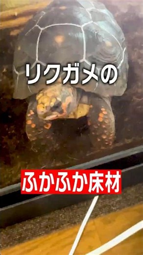 【リクガメ】何故床材を敷いているの？保湿性が高くコスパの良いヤシガラ【邑楽ファーム】