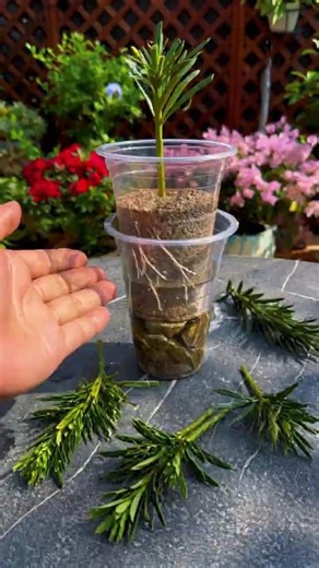 Simple & Fast Way to Propagate Podocarpus from Cuttings 🌱#farminglife #farming
