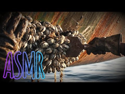 ASMR Have You Ever Heard a Goose Barnacle? From Cliff to Plate..