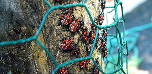 アメリカで悪さしている外来種ワースト9