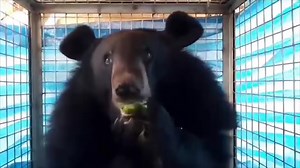 RESCUE UPDATE, LAOS. Today our rescue team made it to our #LuangPrabangWildlifeSanctuary with Laos Rescue #123 after a long & difficult journey (with lots of breaks to give our precious girl water, snacks & check she was OK). Following heavy rain & a truck accident damaging the road to the sanctuary, we had to transfer her to a more powerful truck for the final stretch. She's now in the Quarantine House & will need peace, quiet & expert care to minimise stress & build strength & trust (we'll giv