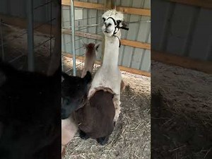 Grey Stud Male Alpaca Ogling During Mating