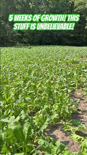 🌿FASTEST growing food plot seed for deer hunting! #deerhunting #foodplots