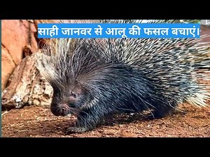 sahi janwar साही जानवर sahi janwar kaisa hota hai siyahi janwar shahi