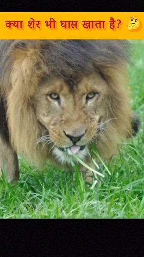 Does a lion eat grass too!! 🧐 #shorts #trending #popular #viral