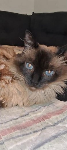 Do you know a cat bath ? Jasmin cat in: It's Bath Time !