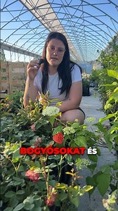 Itt a nyár, és nem kell félni az ültetéstől! 🌿 #nyár #ültetés #kert #rózsa #virágzás