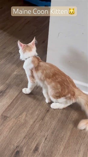#cat #mainecoon #kitten Maine Coon Chirps and trill sounds
