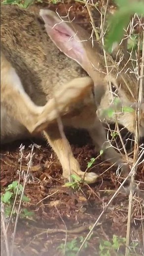 Indian Hare, காட்டு முயல் #birds #nature #wildlife#rabbit #hare #viral #shorts