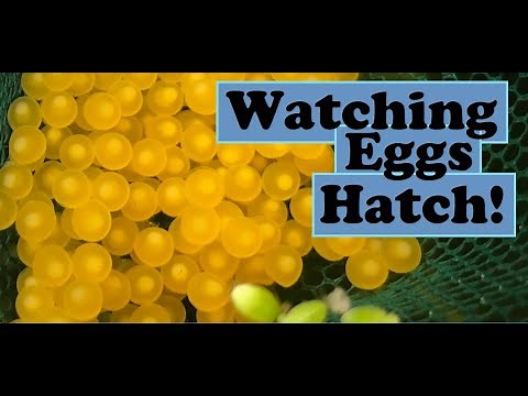 Bristle nose plecos hatching - start to finish