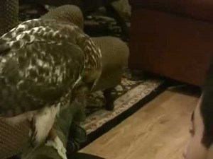 Falconry red tailed hawk training