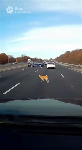 Fast dog on the Highway #highway